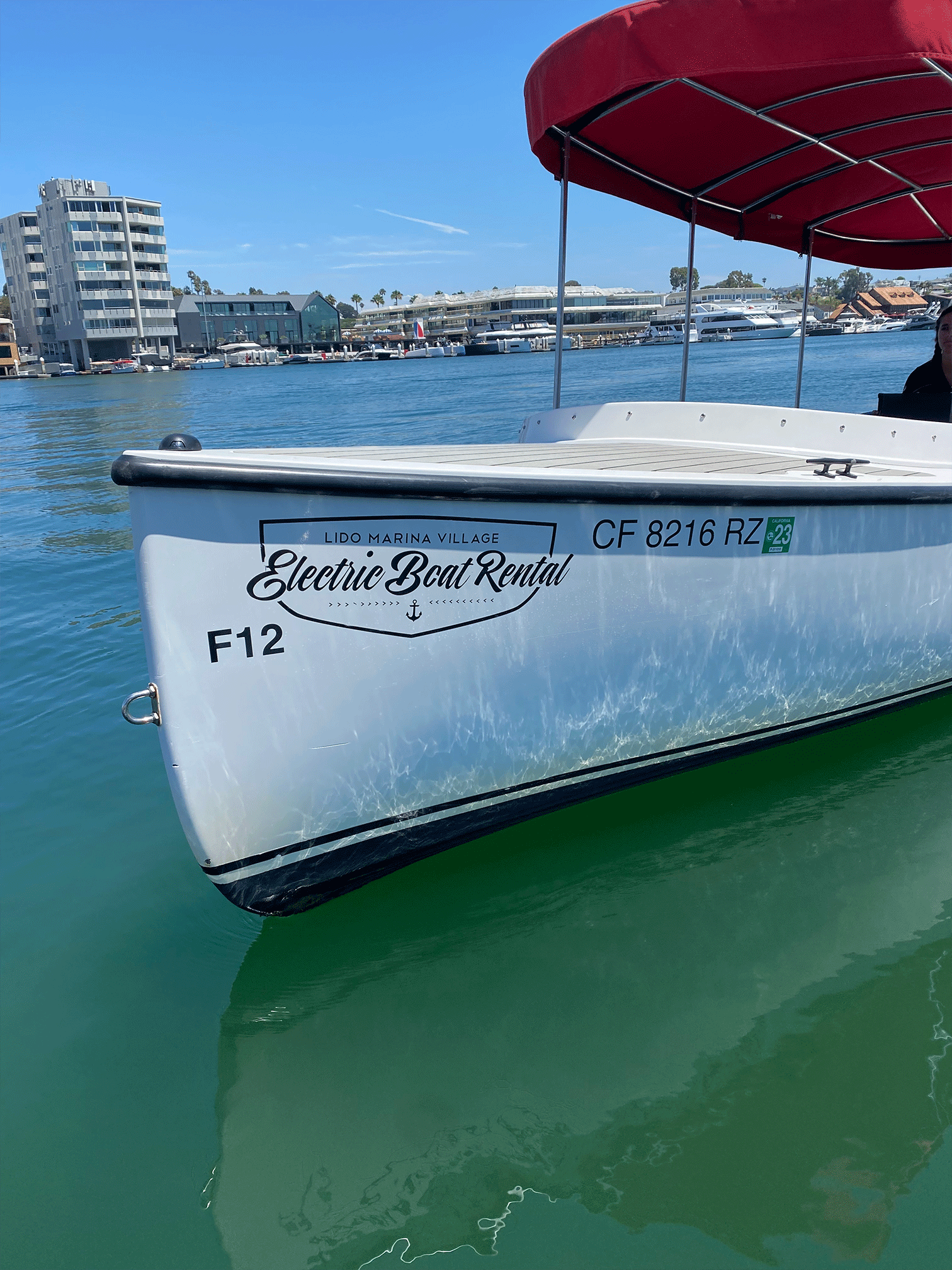 Fantail 217 Baby blue and Blue 2021